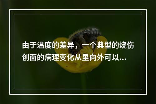 由于温度的差异，一个典型的烧伤创面的病理变化从里向外可以产生