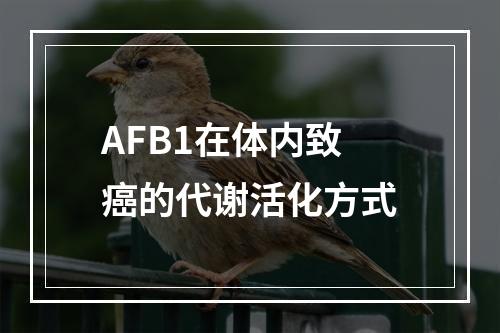 AFB1在体内致癌的代谢活化方式