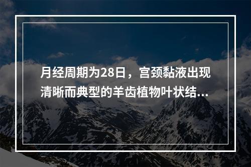 月经周期为28日，宫颈黏液出现清晰而典型的羊齿植物叶状结晶，