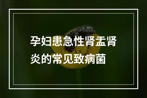 孕妇患急性肾盂肾炎的常见致病菌