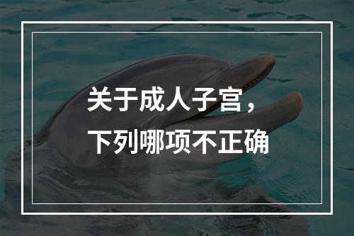 关于成人子宫，下列哪项不正确