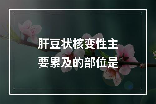 肝豆状核变性主要累及的部位是