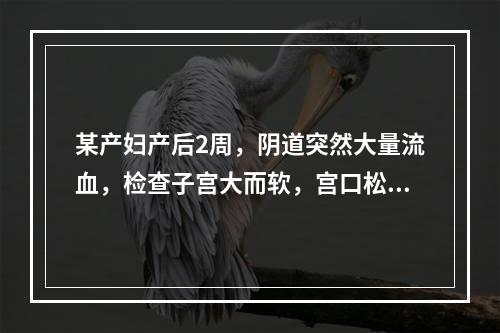 某产妇产后2周，阴道突然大量流血，检查子宫大而软，宫口松，有