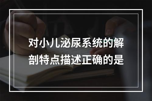 对小儿泌尿系统的解剖特点描述正确的是