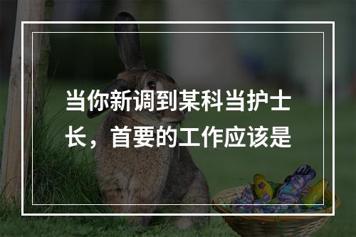 当你新调到某科当护士长，首要的工作应该是