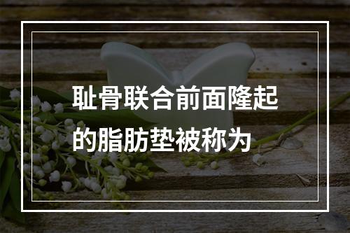 耻骨联合前面隆起的脂肪垫被称为