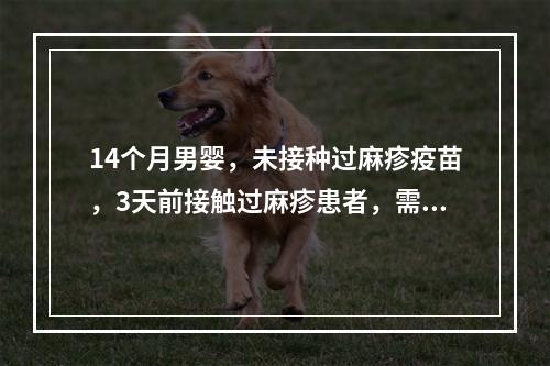 14个月男婴，未接种过麻疹疫苗，3天前接触过麻疹患者，需采取