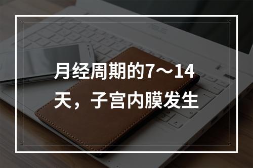 月经周期的7～14天，子宫内膜发生