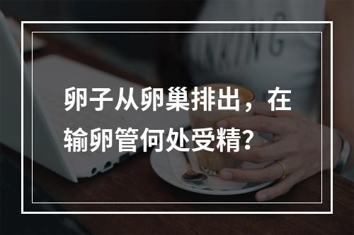 卵子从卵巢排出，在输卵管何处受精？