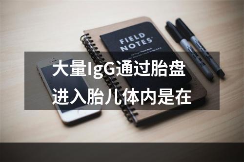 大量IgG通过胎盘进入胎儿体内是在