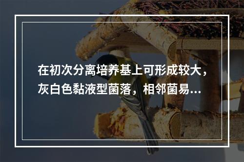 在初次分离培养基上可形成较大，灰白色黏液型菌落，相邻菌易发生