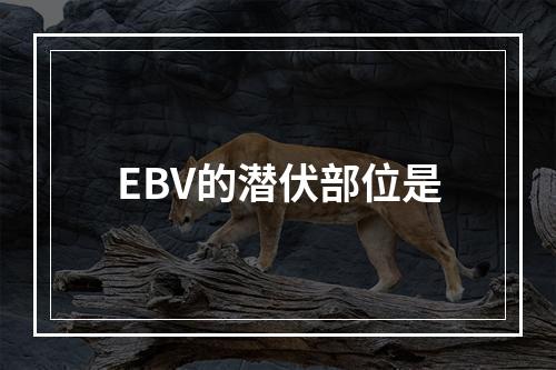 EBV的潜伏部位是