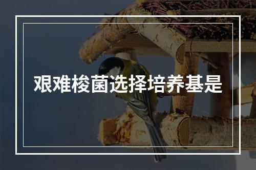 艰难梭菌选择培养基是