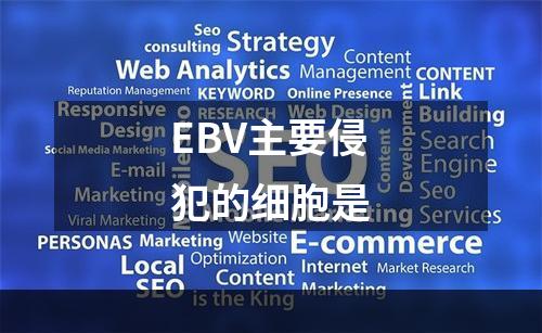 EBV主要侵犯的细胞是