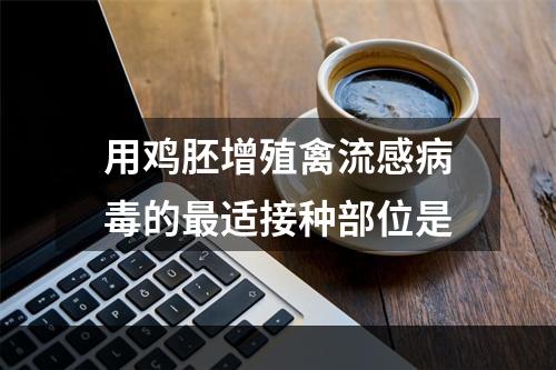 用鸡胚增殖禽流感病毒的最适接种部位是