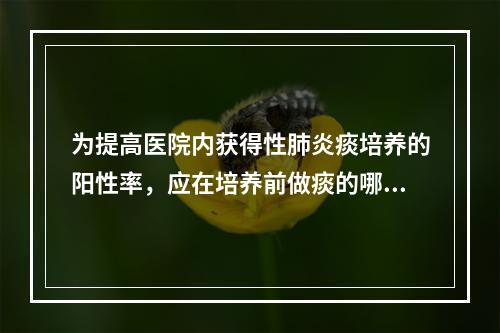 为提高医院内获得性肺炎痰培养的阳性率，应在培养前做痰的哪项检