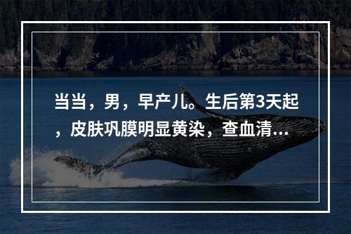 当当，男，早产儿。生后第3天起，皮肤巩膜明显黄染，查血清胆红