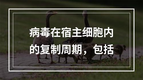 病毒在宿主细胞内的复制周期，包括