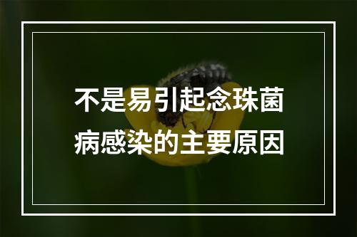 不是易引起念珠菌病感染的主要原因