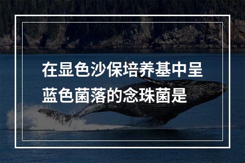 在显色沙保培养基中呈蓝色菌落的念珠菌是