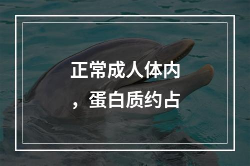 正常成人体内，蛋白质约占