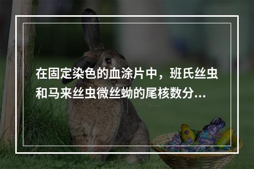 在固定染色的血涂片中，班氏丝虫和马来丝虫微丝蚴的尾核数分别为