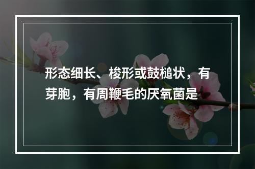 形态细长、梭形或鼓槌状，有芽胞，有周鞭毛的厌氧菌是