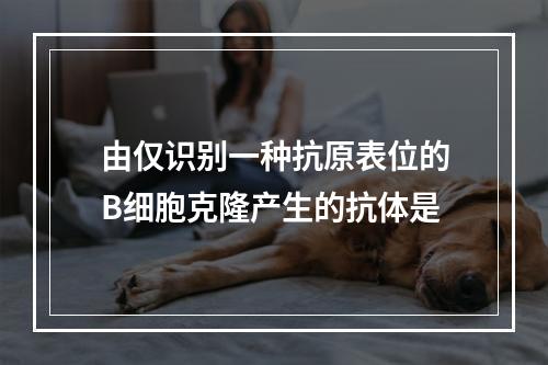 由仅识别一种抗原表位的B细胞克隆产生的抗体是