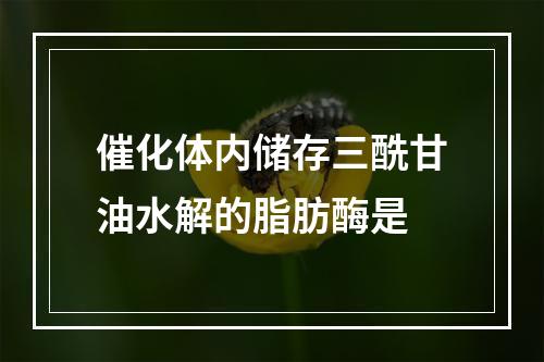 催化体内储存三酰甘油水解的脂肪酶是