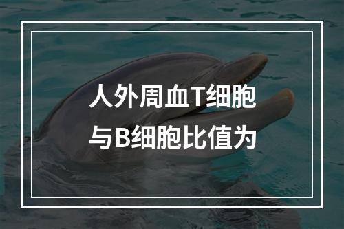 人外周血T细胞与B细胞比值为