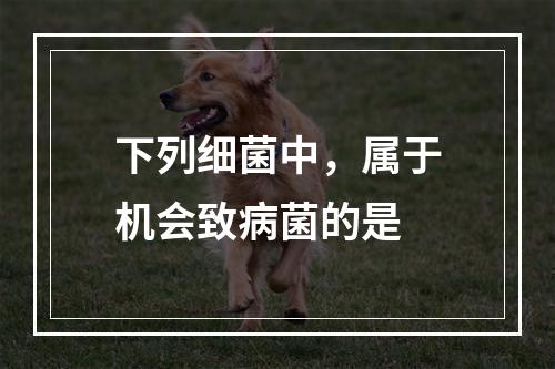 下列细菌中，属于机会致病菌的是