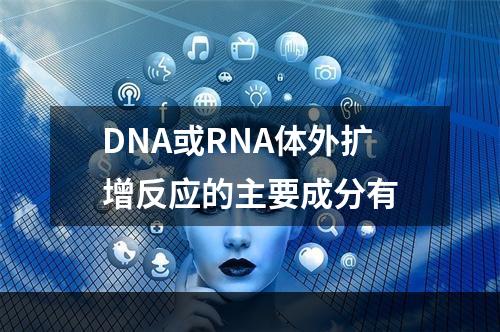 DNA或RNA体外扩增反应的主要成分有