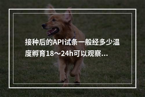 接种后的API试条一般经多少温度孵育18～24h可以观察结果