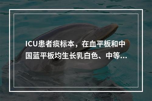 ICU患者痰标本，在血平板和中国蓝平板均生长乳白色、中等大菌