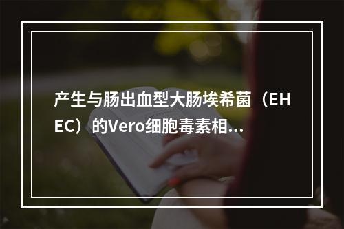 产生与肠出血型大肠埃希菌（EHEC）的Vero细胞毒素相似毒