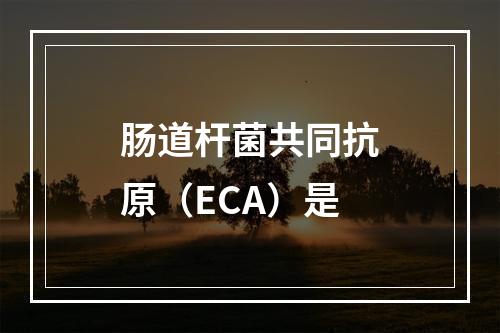 肠道杆菌共同抗原（ECA）是