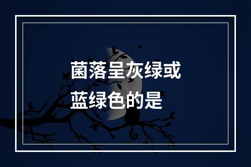 菌落呈灰绿或蓝绿色的是