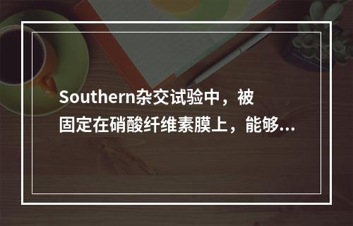 Southern杂交试验中，被固定在硝酸纤维素膜上，能够与探