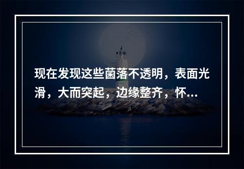 现在发现这些菌落不透明，表面光滑，大而突起，边缘整齐，怀疑是