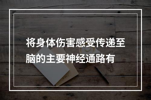 将身体伤害感受传递至脑的主要神经通路有