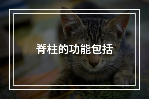 脊柱的功能包括