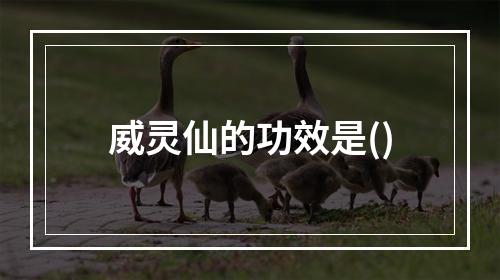 威灵仙的功效是()