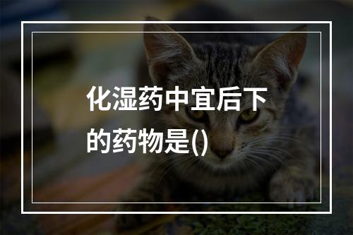 化湿药中宜后下的药物是()