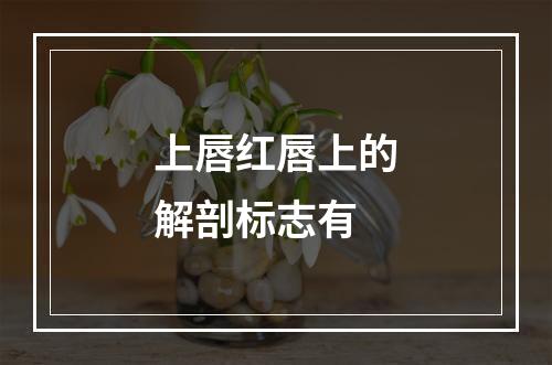 上唇红唇上的解剖标志有