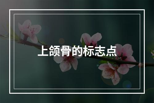 上颌骨的标志点