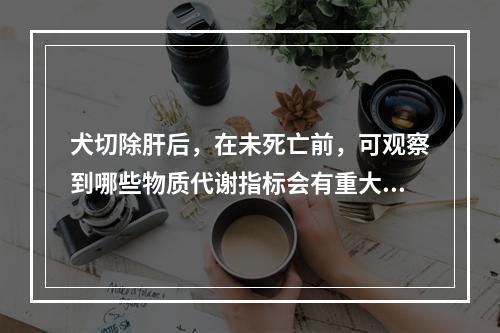 犬切除肝后，在未死亡前，可观察到哪些物质代谢指标会有重大变