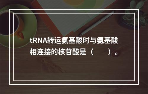 tRNA转运氨基酸时与氨基酸相连接的核苷酸是（　　）。