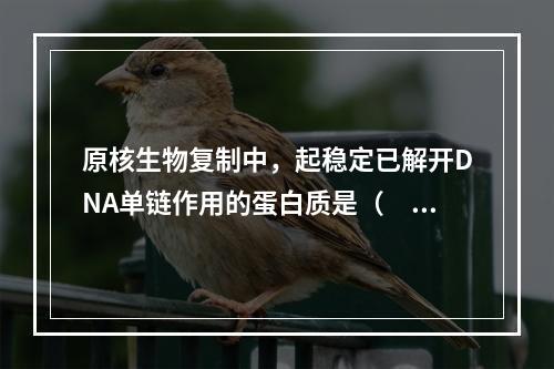 原核生物复制中，起稳定已解开DNA单链作用的蛋白质是（　　）