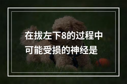 在拔左下8的过程中可能受损的神经是