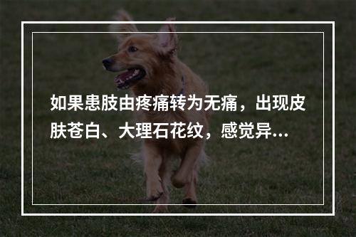 如果患肢由疼痛转为无痛，出现皮肤苍白、大理石花纹，感觉异常、